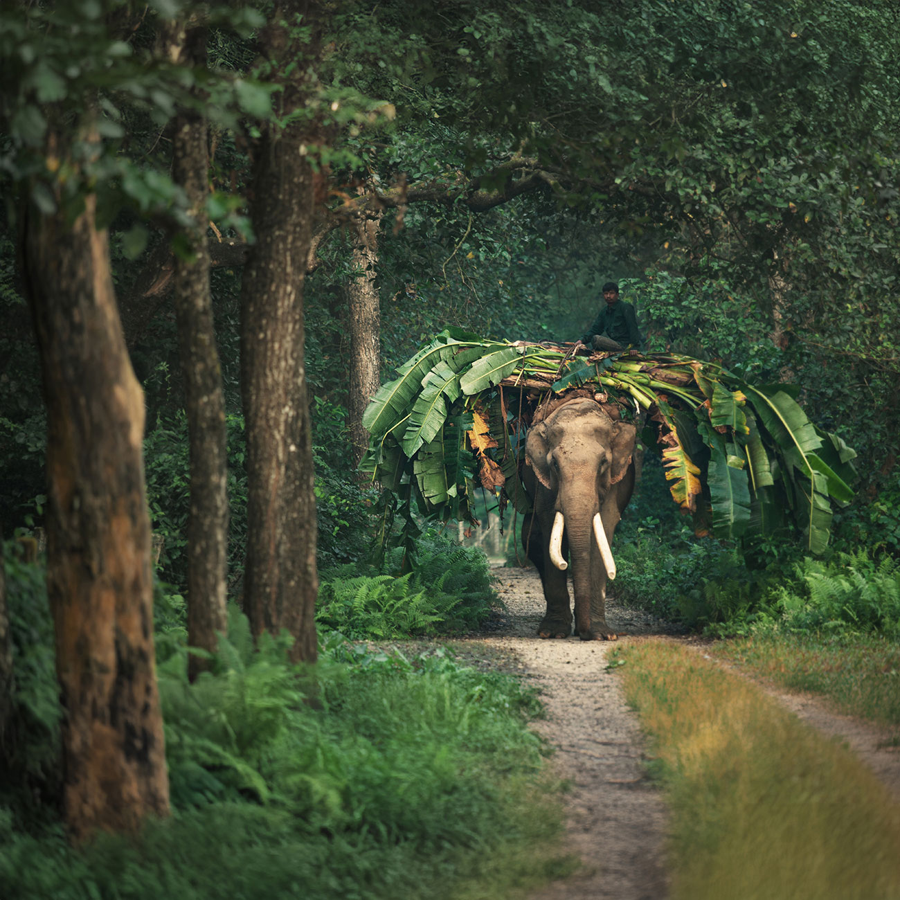 Chitwan Jungle Safari - 2 Night 3 Days